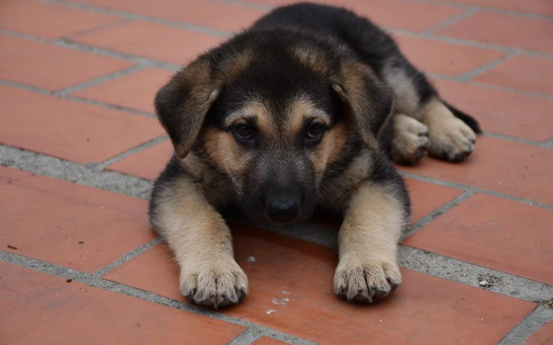 Conoce las coberturas para mascotas dentro de pólizas de decesos