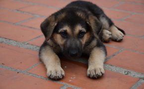 Conoce las coberturas para mascotas dentro de pólizas de decesos coberturas para mascotas dentro de pólizas de decesos